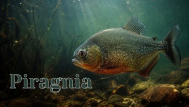 Piragnia